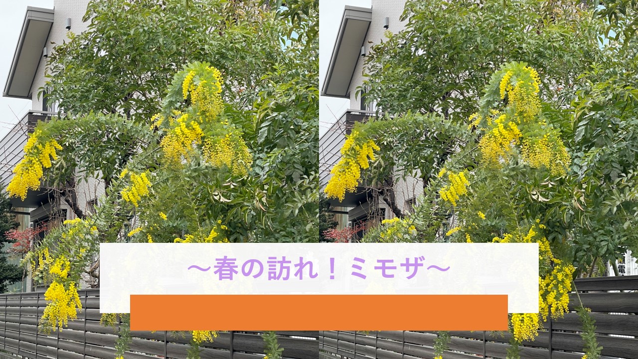 春の訪れをつげるミモザ
