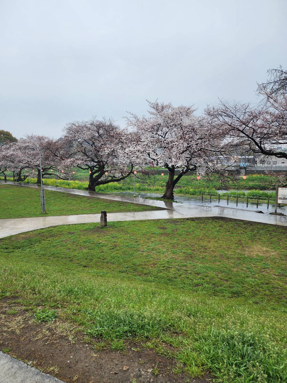 🌸 桜　　仮設工事をしました🌸