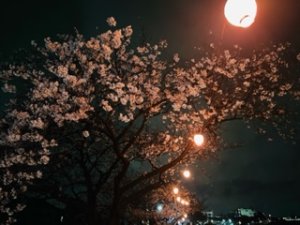 🌸 桜　　仮設工事をしました🌸