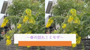 春の訪れをつげるミモザ