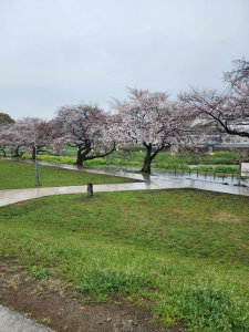 🌸 桜　　仮設工事をしました🌸